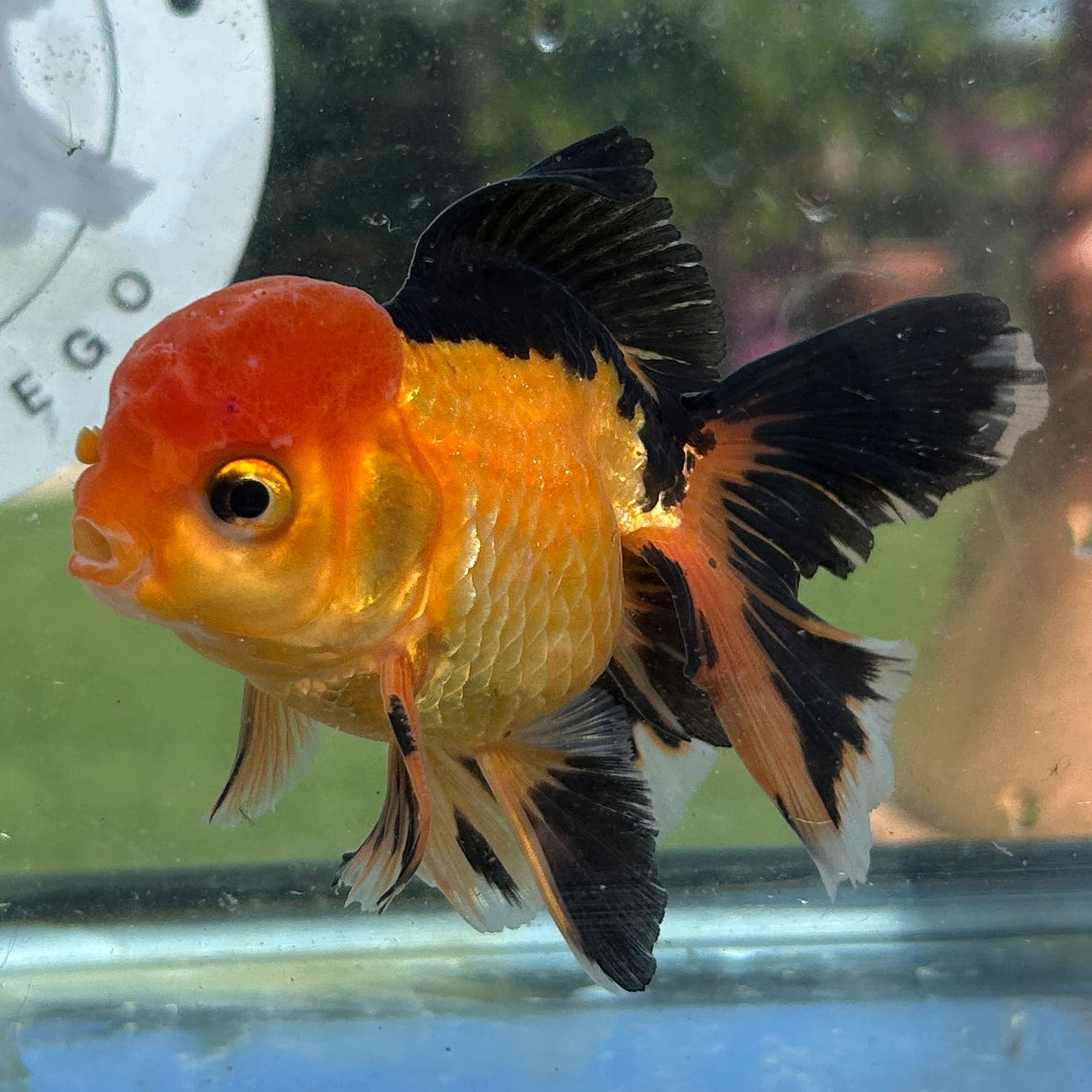 Live Premium Fancy Goldfish Thai Oranda Apache 3” body Male 7 Months (JC-152) BlackTub#4