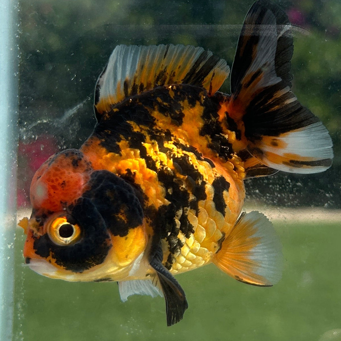Live Premium Fancy Goldfish Thai Yuanbao Red Tiger 3” body Male 7 Months (JC-153) BlackTub#4