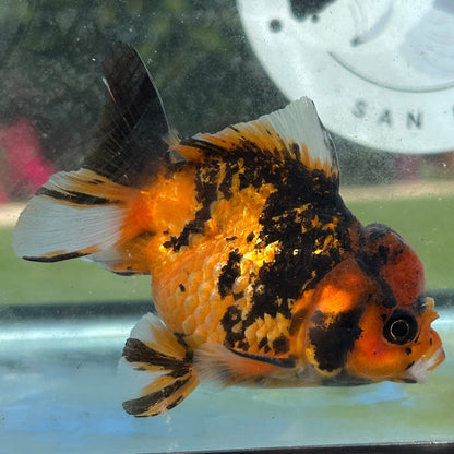 Live Premium Fancy Goldfish Thai Yuanbao Red Tiger 3” body Male 7 Months (JC-153) BlackTub#4