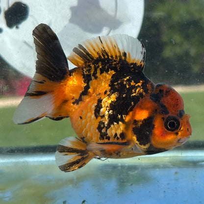 Live Premium Fancy Goldfish Thai Yuanbao Red Tiger 3” body Male 7 Months (JC-153) BlackTub#4