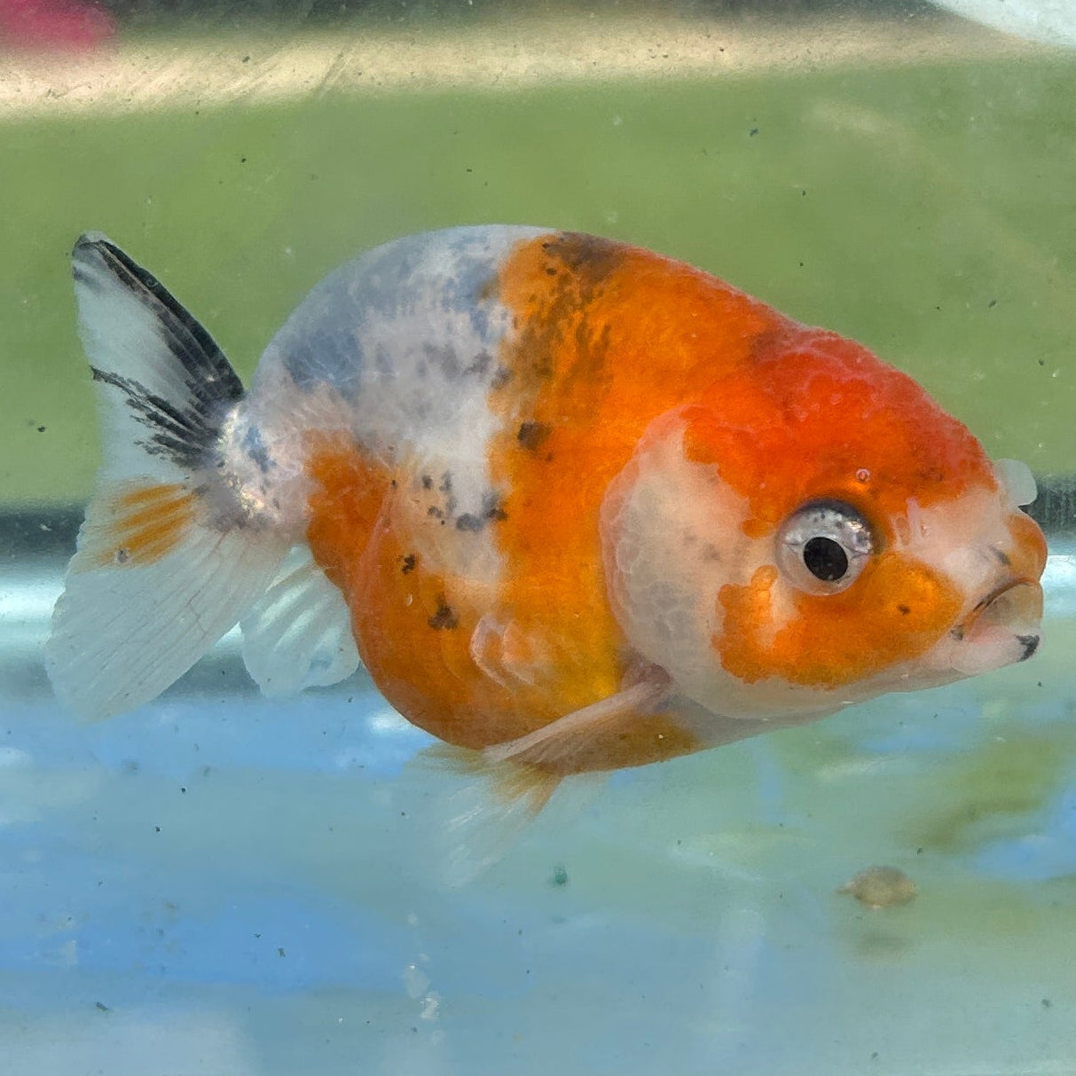 Live Premium Fancy Goldfish Thai Ranchu Galaxy Calico 2.5” body Male 4 Months (JC-154) T93