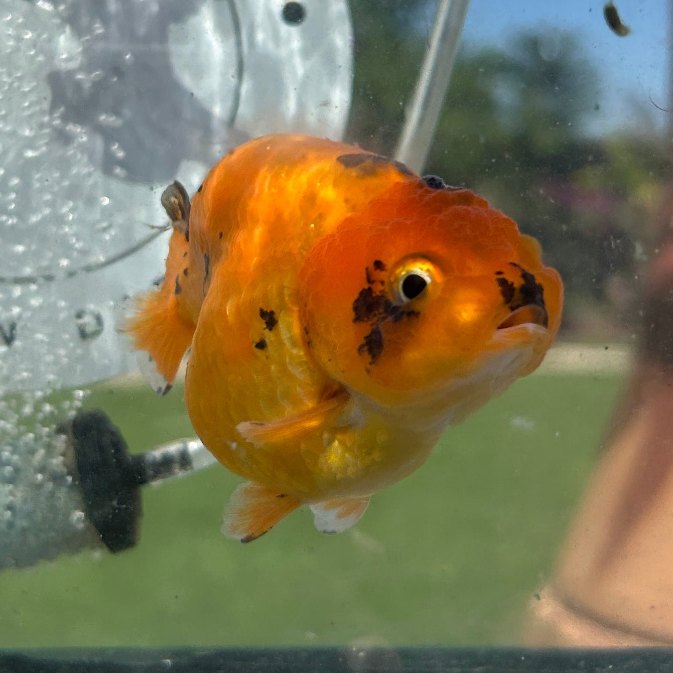 Live Premium Fancy Goldfish Thai Ranchu Red Tiger 3” body Female 6 Months (JC-155) BlackTub#4