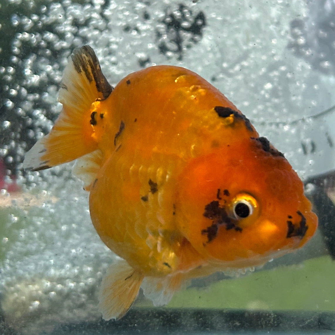 Live Premium Fancy Goldfish Thai Ranchu Red Tiger 3” body Female 6 Months (JC-155) BlackTub#4