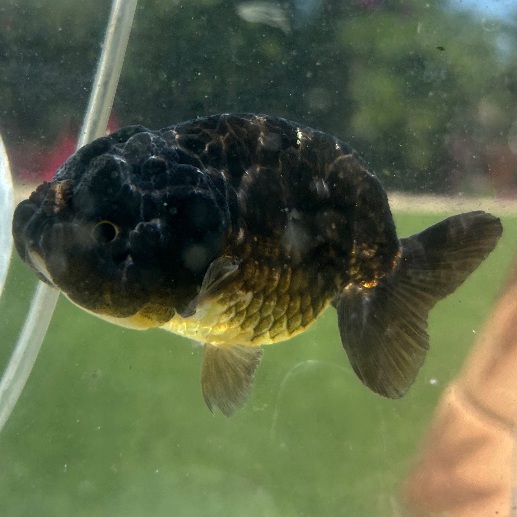 Live Premium Fancy Goldfish Thai Lionchu Black 3.5” body Male 7 Months (JC-145) BlackTub#2