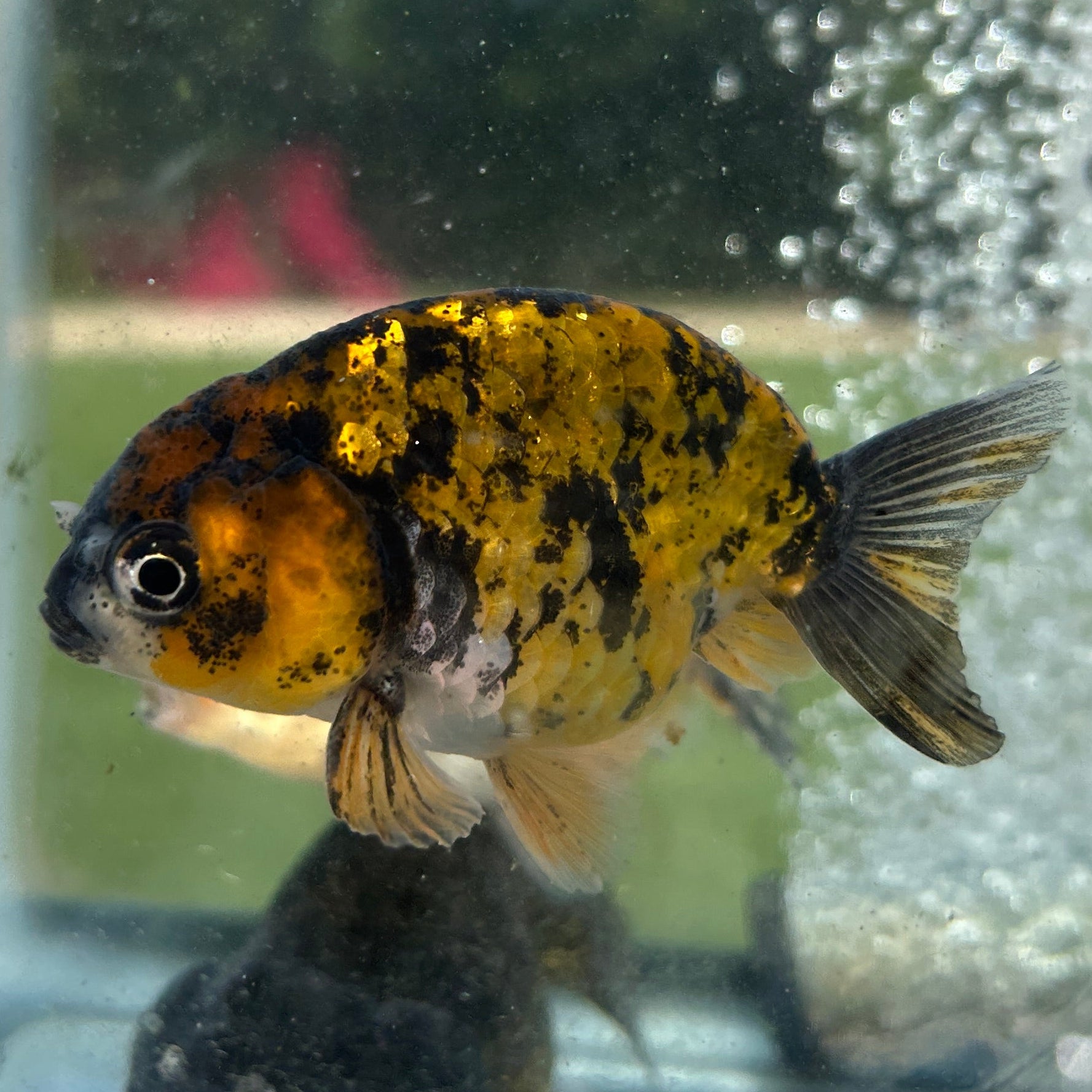 Live Premium Fancy Goldfish Thai Lionchu Red Tiger 2.5” body Male 7 Months (JC-156) T93