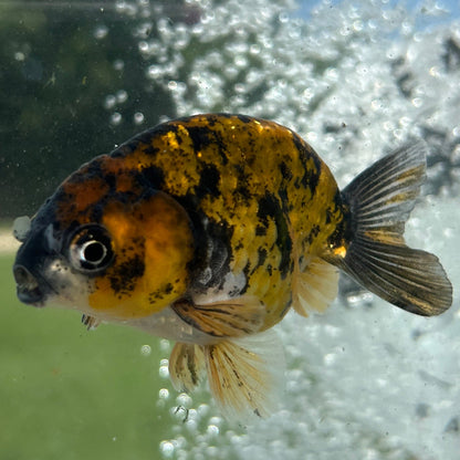 Live Premium Fancy Goldfish Thai Lionchu Red Tiger 2.5” body Male 7 Months (JC-156) T93