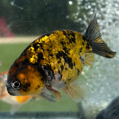 Live Premium Fancy Goldfish Thai Lionchu Red Tiger 2.5” body Male 7 Months (JC-156) T93