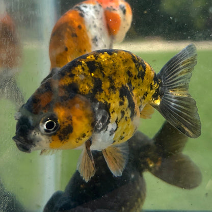 Live Premium Fancy Goldfish Thai Lionchu Red Tiger 2.5” body Male 7 Months (JC-156) T93