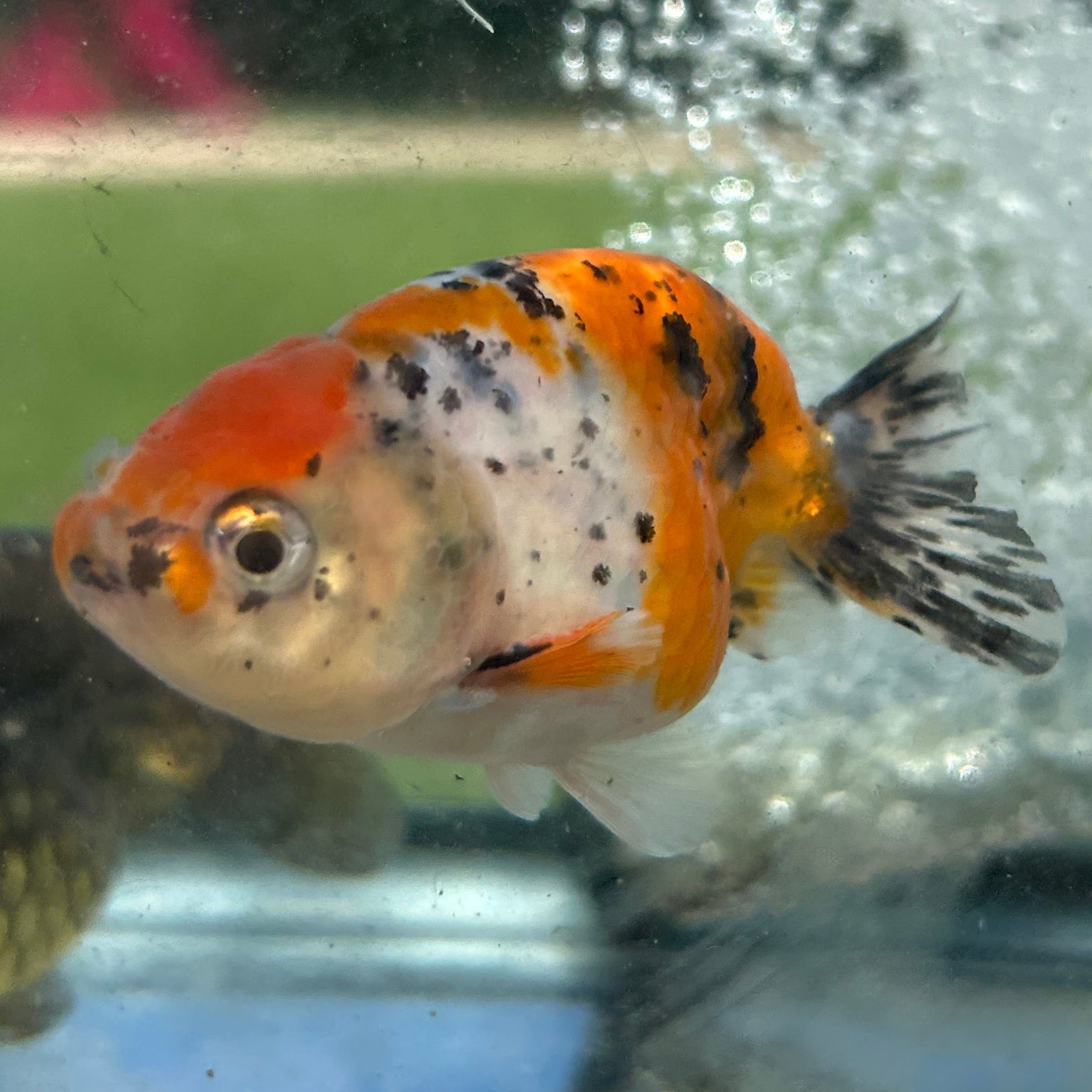 Live Premium Fancy Goldfish Thai Lionchu Galaxy Calico 2.5” body Male 7 Months (JC-157) T93