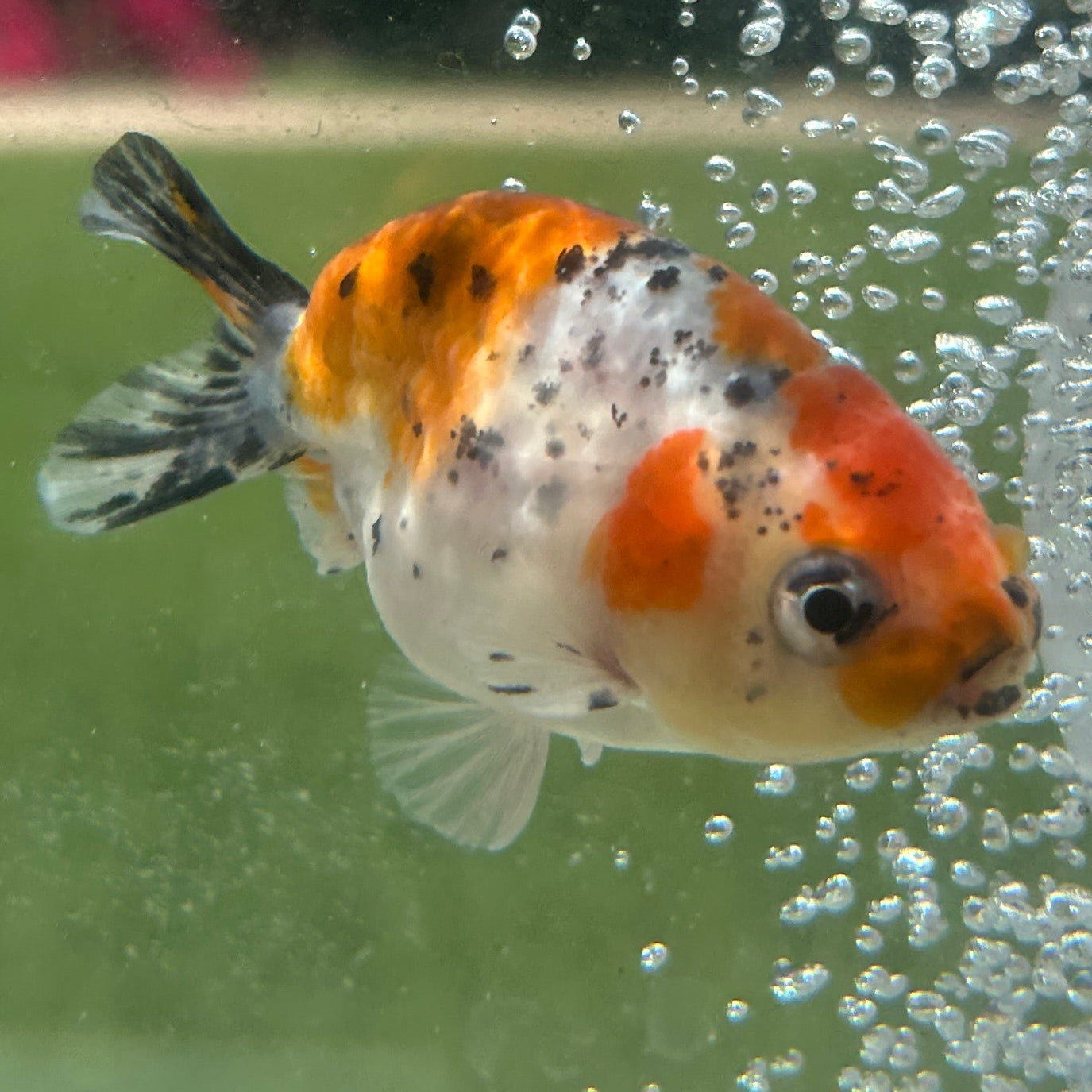 Live Premium Fancy Goldfish Thai Lionchu Galaxy Calico 2.5” body Male 7 Months (JC-157) T93