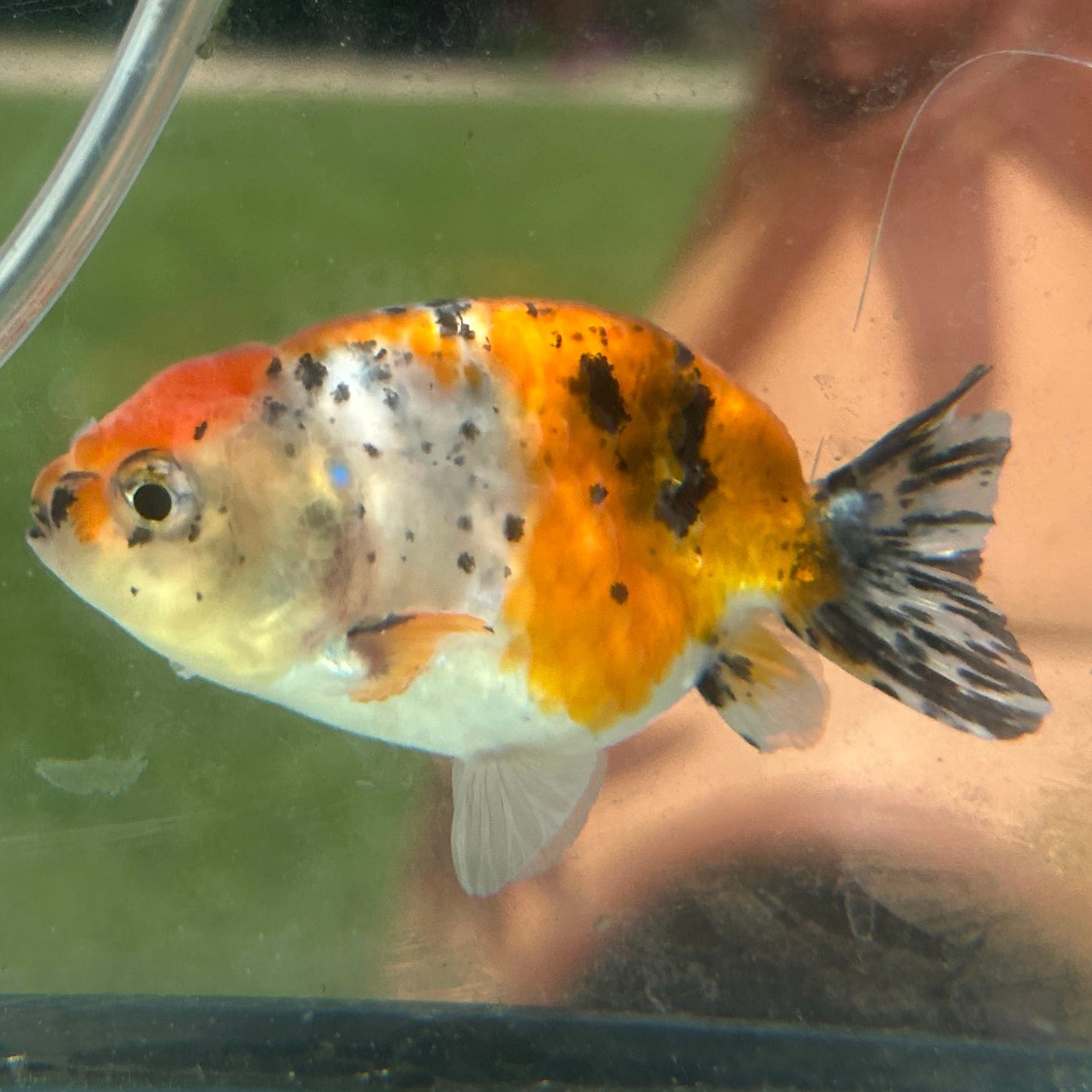 Live Premium Fancy Goldfish Thai Lionchu Galaxy Calico 2.5” body Male 7 Months (JC-157) T93