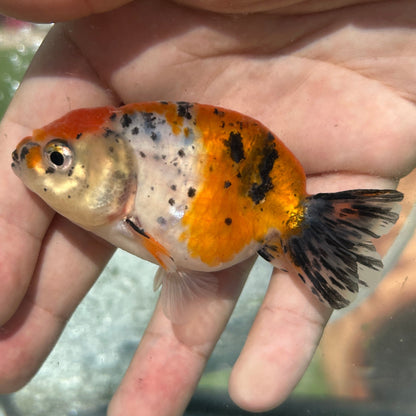 Live Premium Fancy Goldfish Thai Lionchu Galaxy Calico 2.5” body Male 7 Months (JC-157) T93