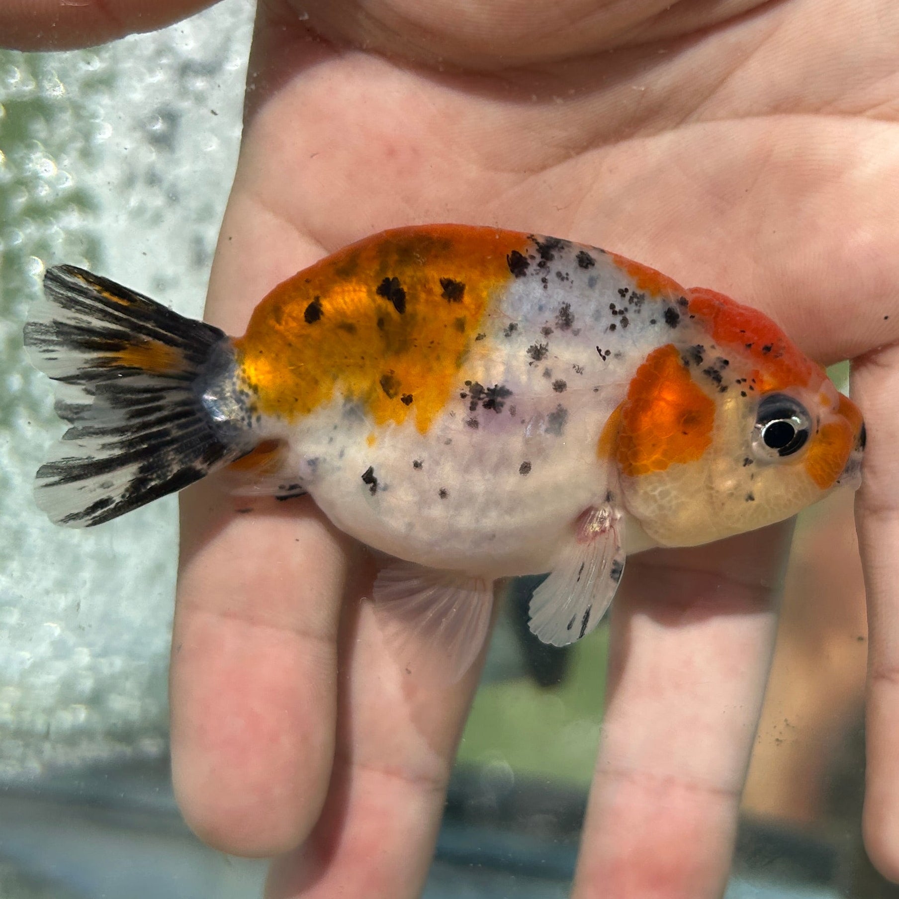 Live Premium Fancy Goldfish Thai Lionchu Galaxy Calico 2.5” body Male 7 Months (JC-157) T93