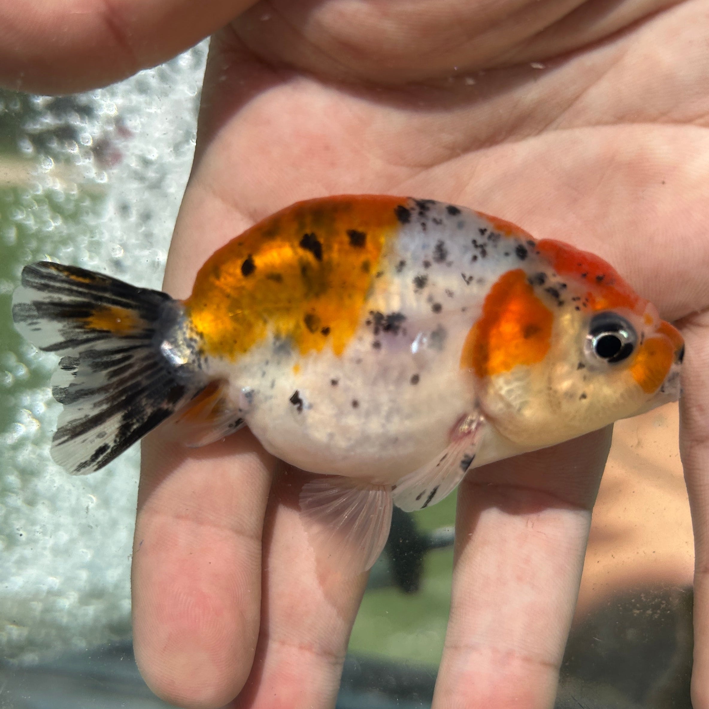 Live Premium Fancy Goldfish Thai Lionchu Galaxy Calico 2.5” body Male 7 Months (JC-157) T93