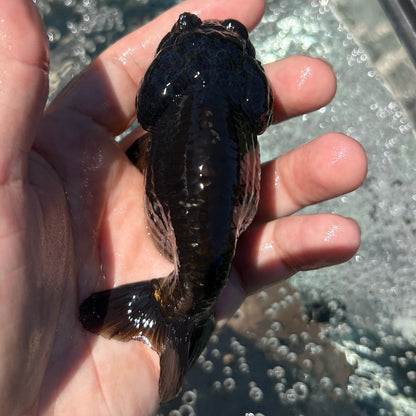 Live Premium Fancy Goldfish Thai Lionchu Black 3.5” body Male 7 Months (JC-145) BlackTub#2