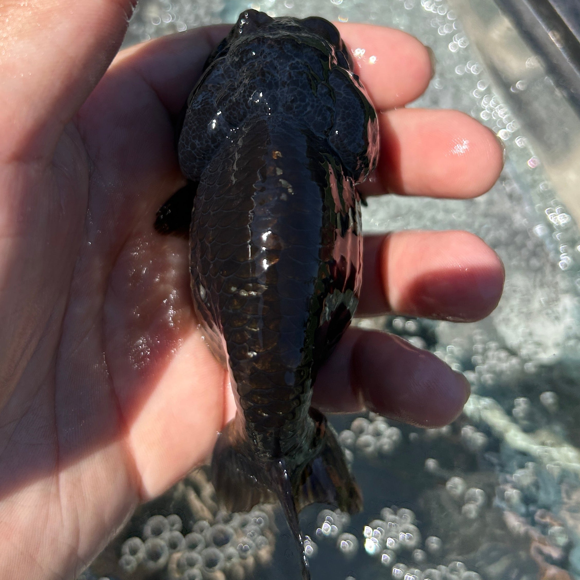 Live Premium Fancy Goldfish Thai Lionchu Black 3.5” body Male 7 Months (JC-145) BlackTub#2