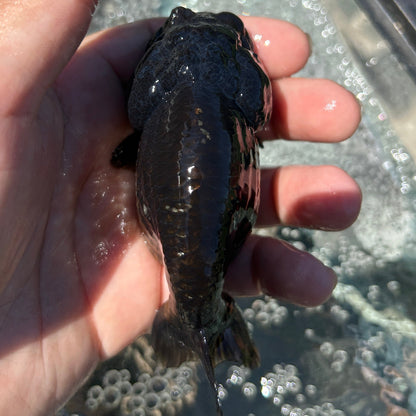 Live Premium Fancy Goldfish Thai Lionchu Black 3.5” body Male 7 Months (JC-145) BlackTub#2