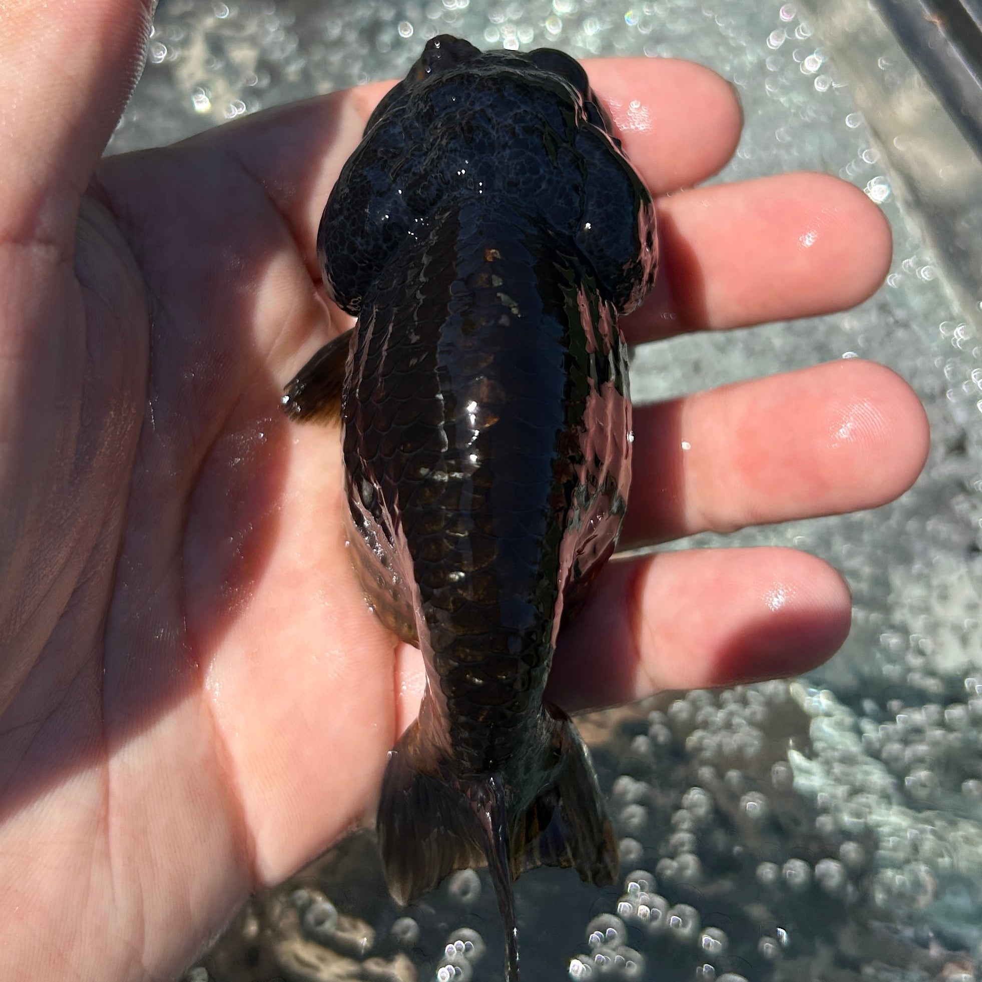 Live Premium Fancy Goldfish Thai Lionchu Black 3.5” body Male 7 Months (JC-145) BlackTub#2