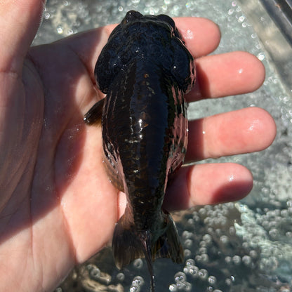 Live Premium Fancy Goldfish Thai Lionchu Black 3.5” body Male 7 Months (JC-145) BlackTub#2