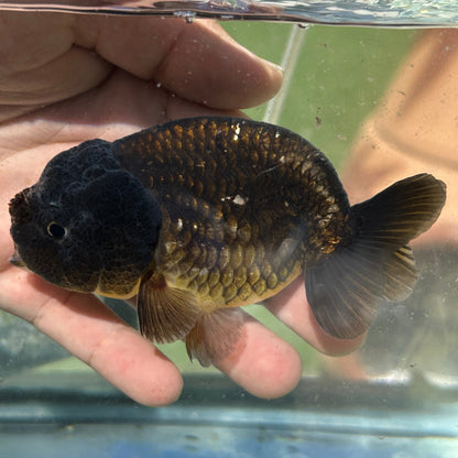 Live Premium Fancy Goldfish Thai Lionchu Black 3.5” body Male 7 Months (JC-145) BlackTub#2