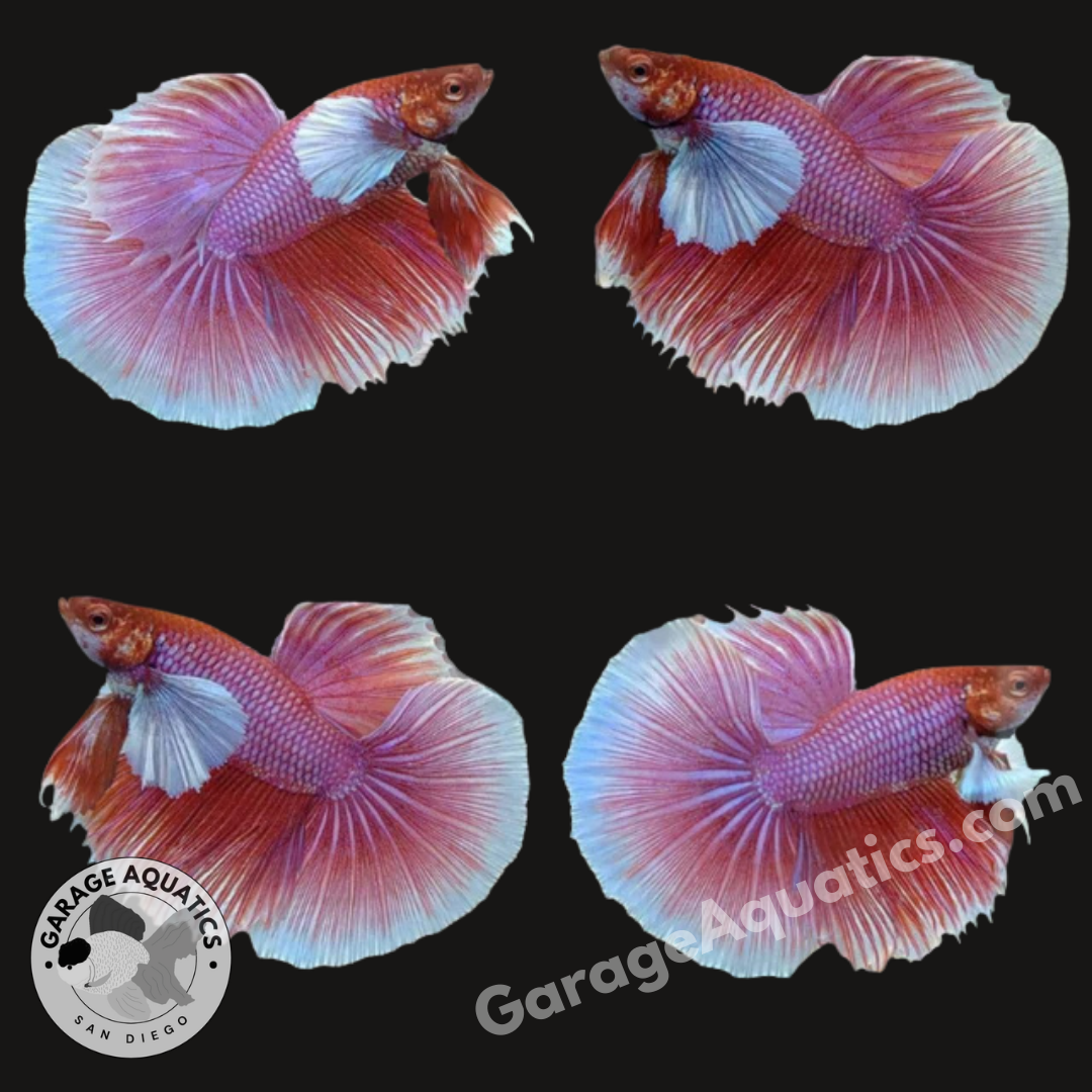 Live Male Betta Lavender Dumbo Ear Halfmoon (Our Choice)