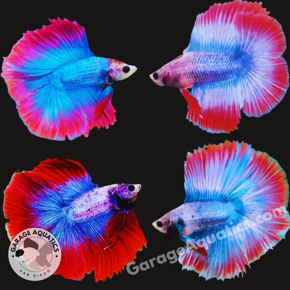 Live Male Betta Muscot & Flag Pattern Color Double Tail Halfmoon(Our C ...