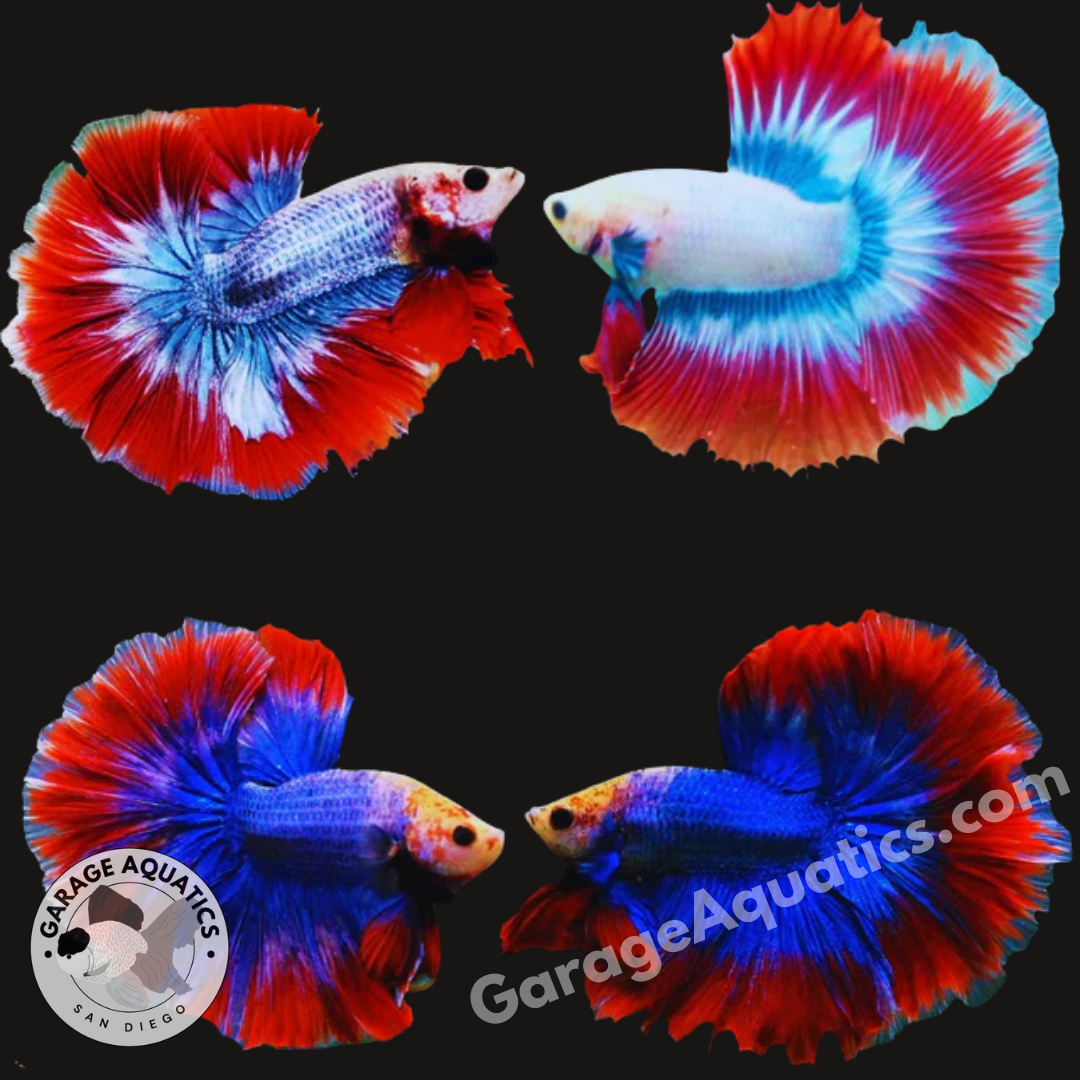 Live Male Betta Muscot & Flag Pattern Color Halfmoon (Our Choice)