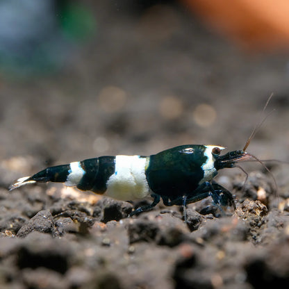 Live Freshwater Aquarium Shrimp Black King Kong (Caridina)