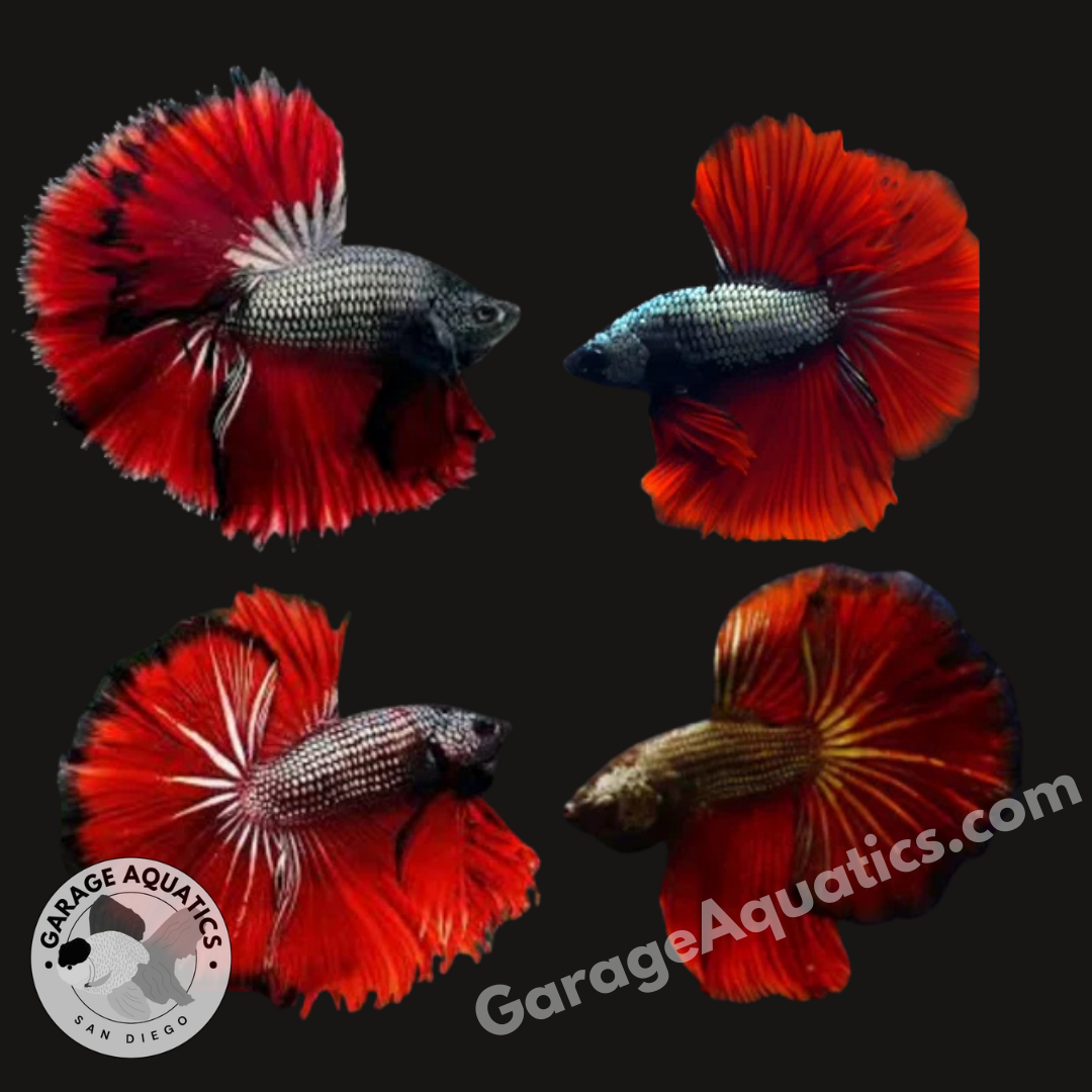 Live Male Betta Red Devil Over Halfmoon Rosetail (Our Choice)
