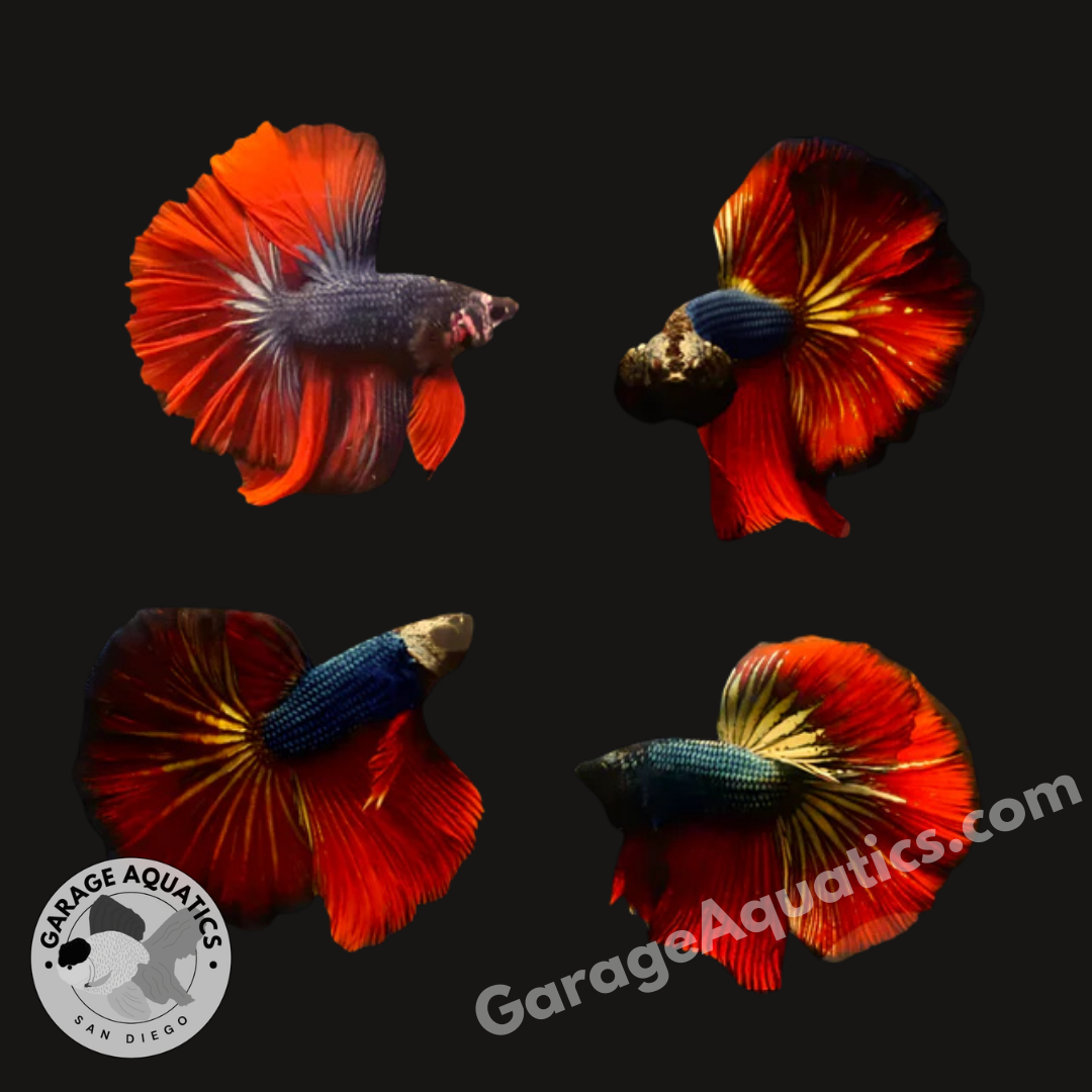 Live Male Betta Red Peacock Metallic Blue Scale Halfmoon (Our Choice)