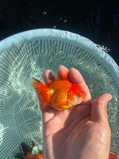 Red and White Thai Oranda Goldfish, 2.5" Body Male (SN-001)