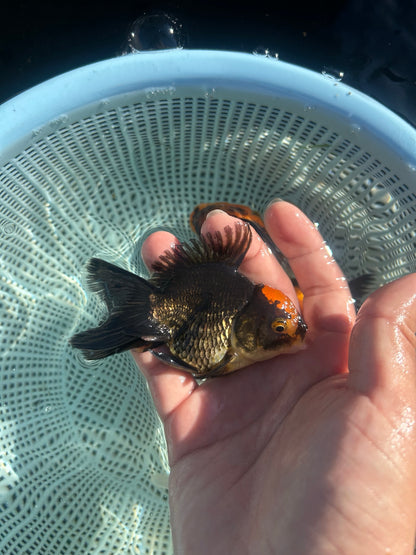 Red Cap Black Body Thai Oranda Goldfish, 2.5" Body Male (SN-003)