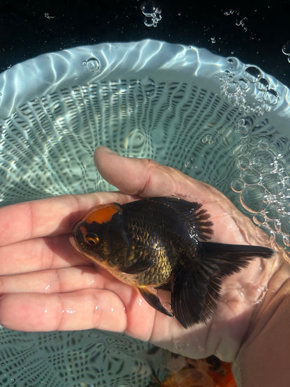 Red Cap Black Body Thai Oranda Goldfish, 2.5" Body Male (SN-003)