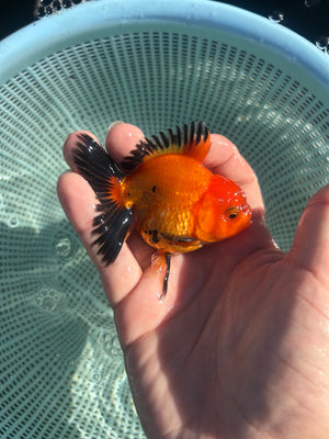 Apache Thai Oranda Goldfish, 2.5" Body Male (SN-004)