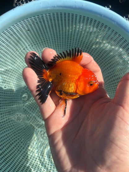 Apache Thai Oranda Goldfish, 2.5" Body Male (SN-004)