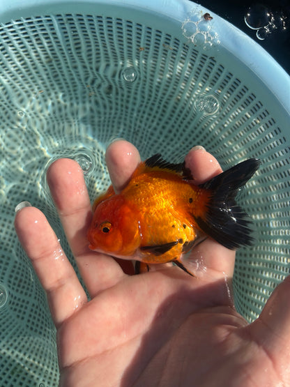 Apache Thai Oranda Goldfish, 2.5" Body Male (SN-004)