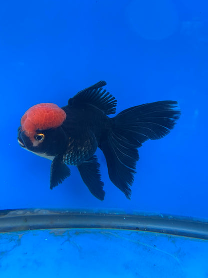 Black Red Cap Thai Oranda Goldfish, 3" Body Male (SN-005)