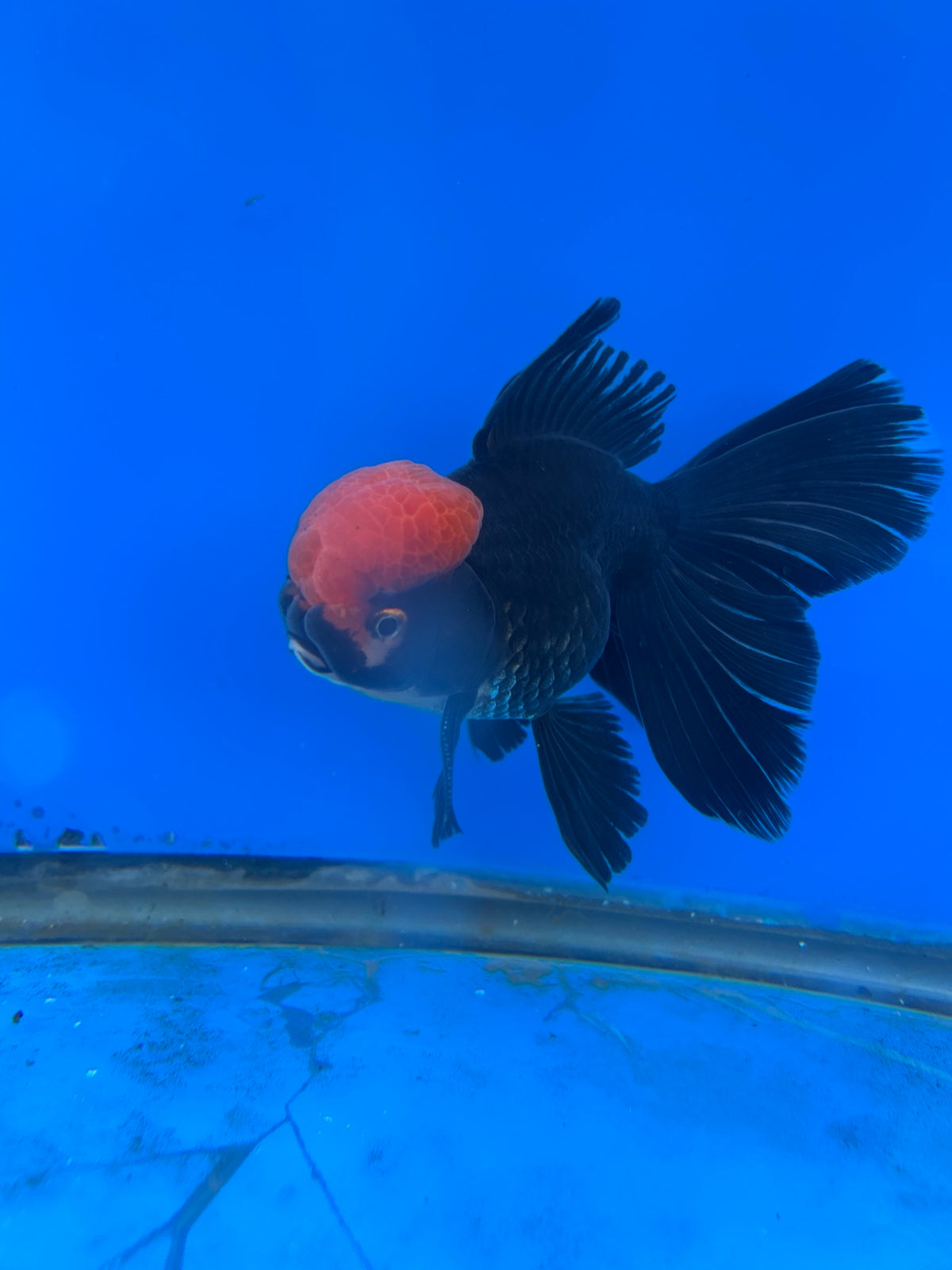 Black Red Cap Thai Oranda Goldfish, 3" Body Male (SN-005)