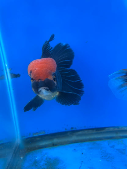 Black Red Cap Thai Oranda Goldfish, 3" Body Male (SN-005)