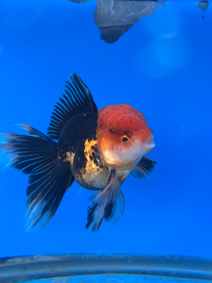 Tri-Color Thai Oranda Goldfish, 3" Body Male (SN-006)