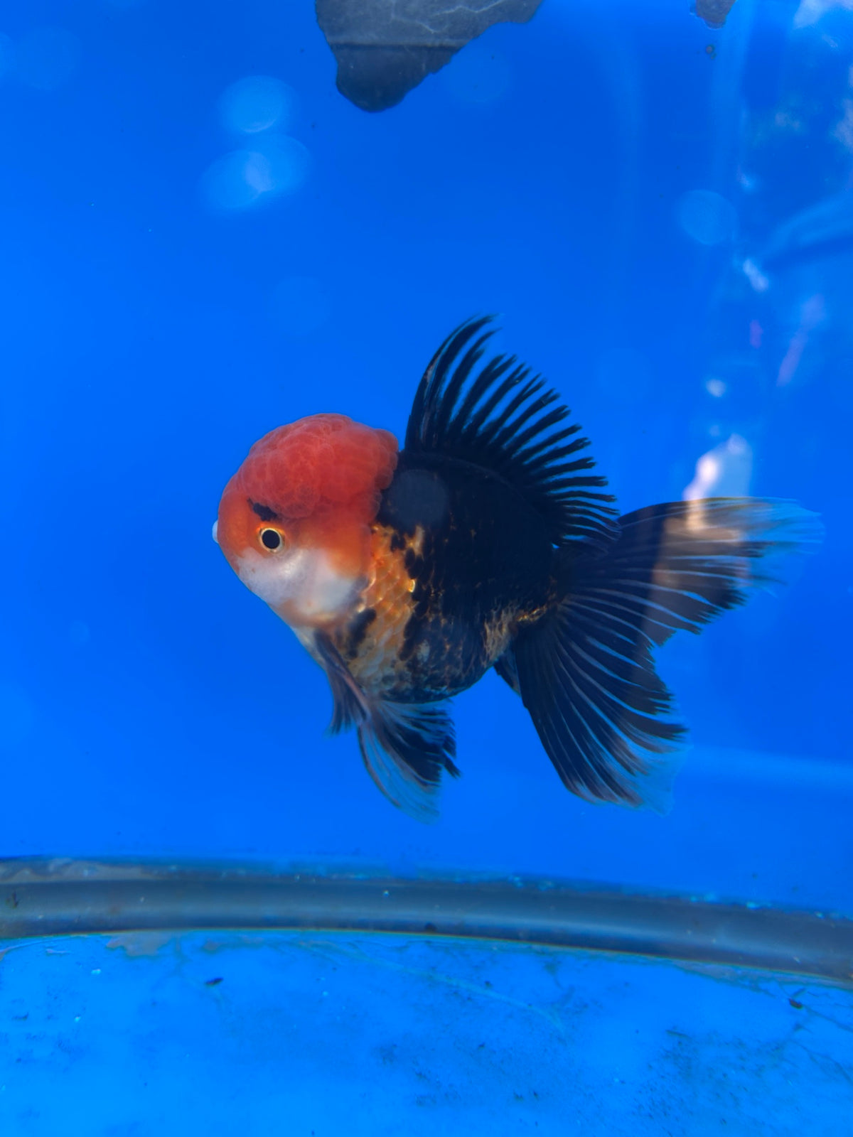 Tri-Color Thai Oranda Goldfish, 3" Body Male (SN-006)