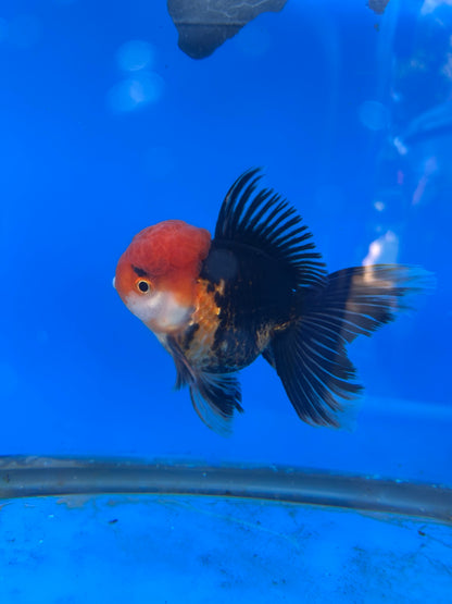 Tri-Color Thai Oranda Goldfish, 3" Body Male (SN-006)