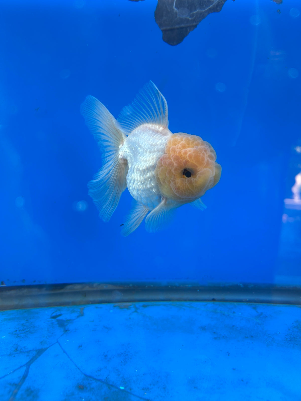 Lemon Head White Thai Oranda Goldfish, 3" Body Male (SN-007)