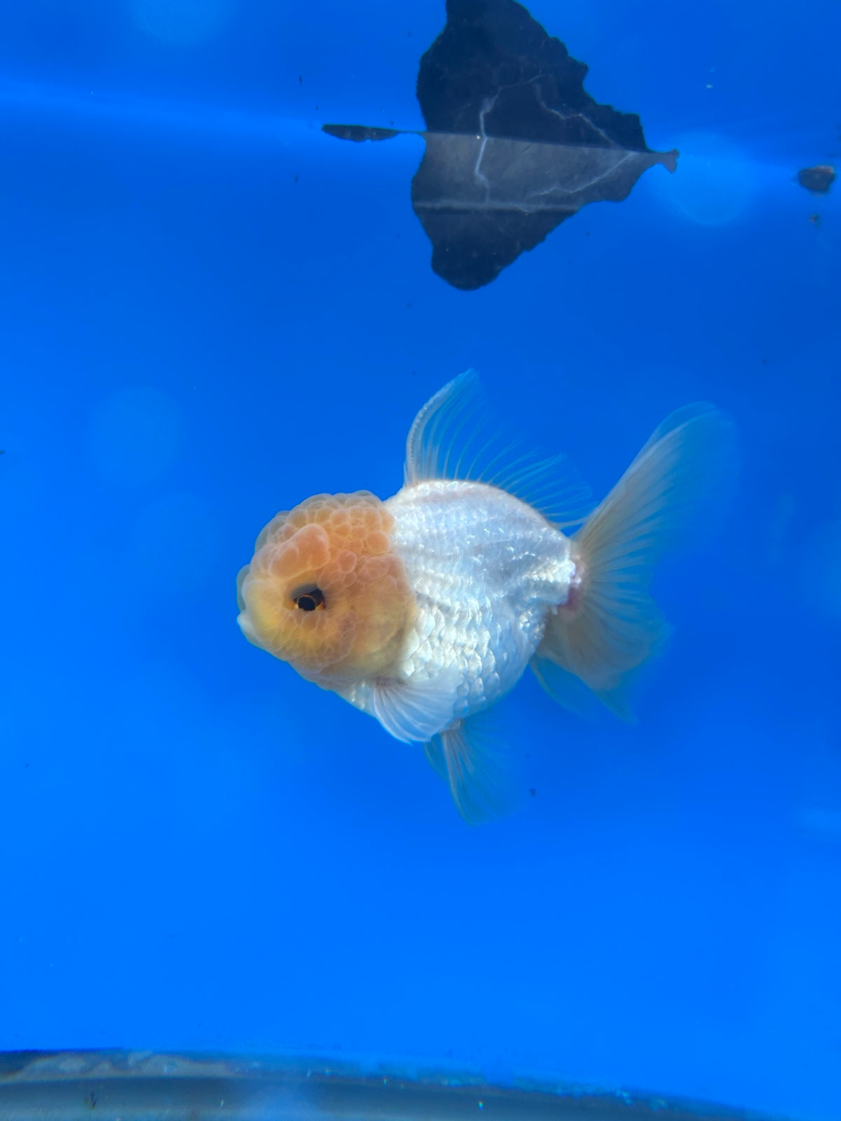 Lemon Head White Thai Oranda Goldfish, 3" Body Male (SN-007)