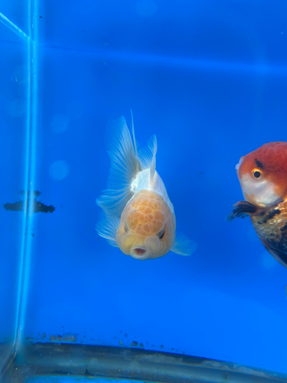 Lemon Head White Thai Oranda Goldfish, 3" Body Male (SN-007)