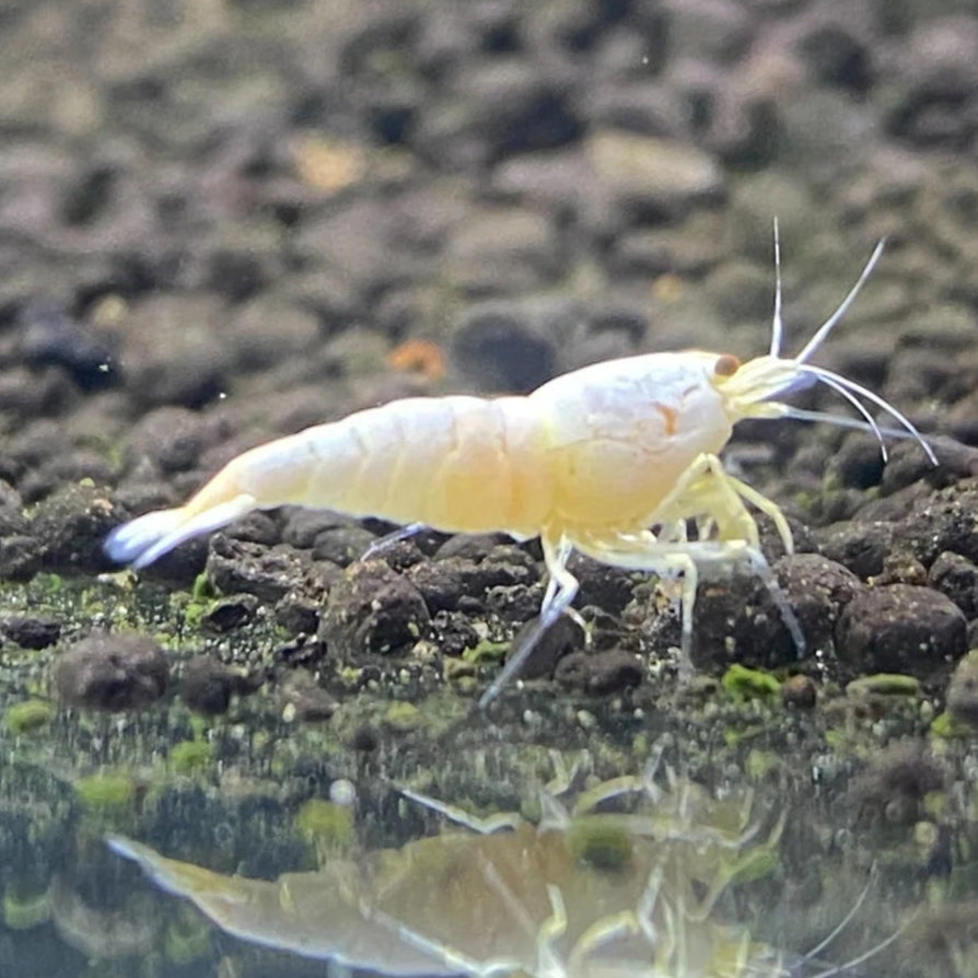 Live Freshwater Aquarium Shrimp White Bee (Caridina)