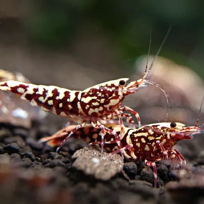 Live Freshwater Aquarium Shrimp Red Galaxy Pinto (Caridina)