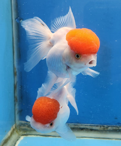 Live Fancy Goldfish Premium Select Our Choice Thai Oranda Red Cap 2"-3.5" – Direct from Farm