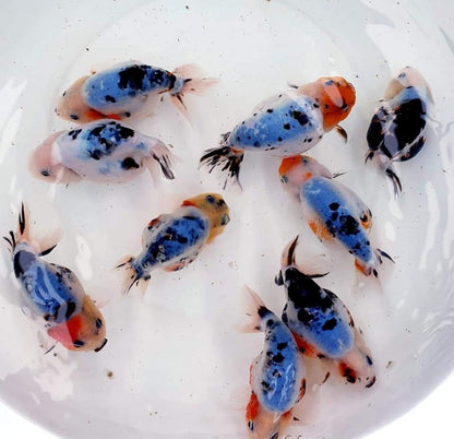 Live Fancy Goldfish Premium Select Our Choice Galaxy Calico Ranchu – Direct from Farm