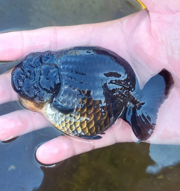 Live Premium Fancy Goldfish Thai Lionchu Blue 2"-3.5" Body (Direct From Farm)
